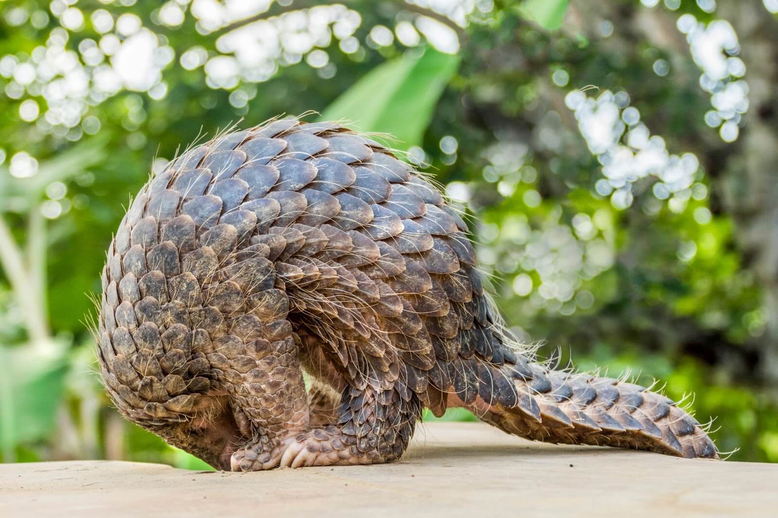 A Pangolin image.